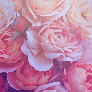 Fundraising Page: Lena Maasarani